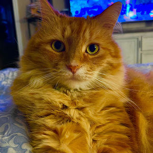 Meet your Posher, Judy